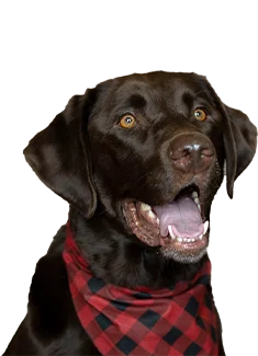 Hank - Professional Client Greeter & Guardian of Justice